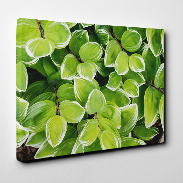 Tablou canvas natura, Frunze... tropicale [2]