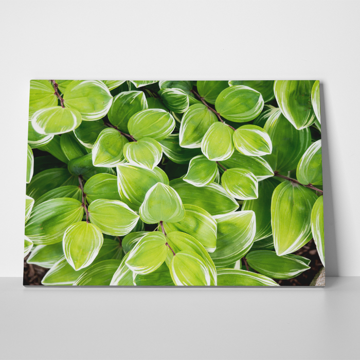 Tablou canvas natura, Frunze... tropicale [3]