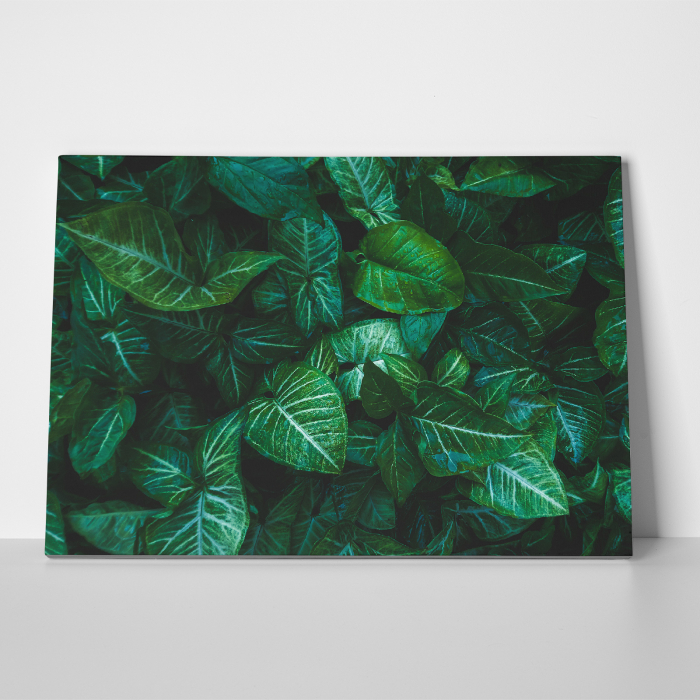 Tablou canvas natura, Frunze verzi [3]