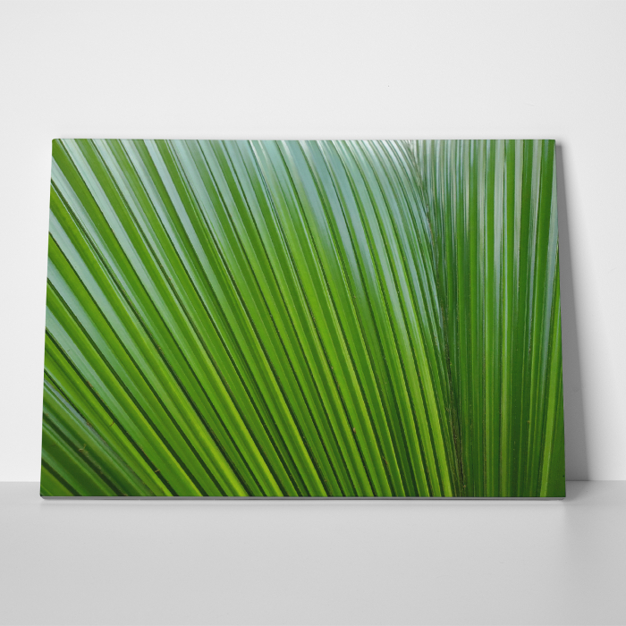 Tablou canvas natura, Frunze verzi... liniare [3]