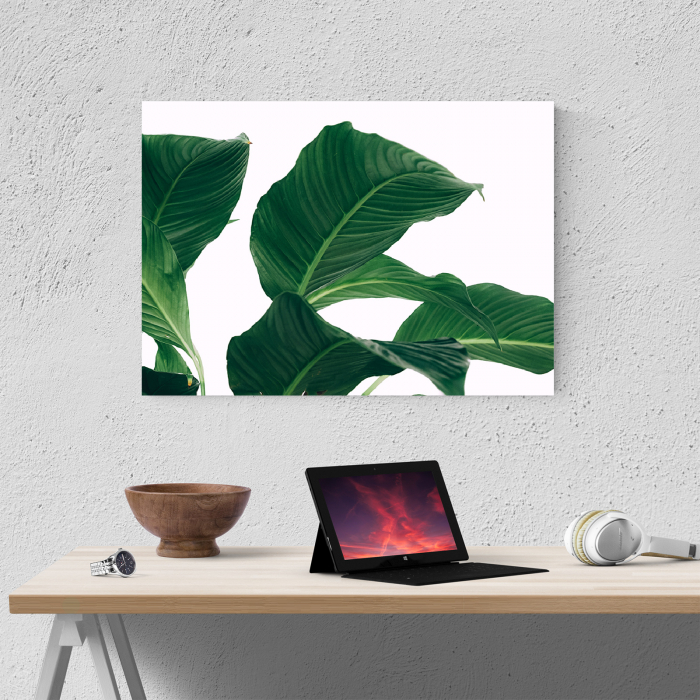 Tablou canvas natura, Frunze verzi pe fundal alb [4]