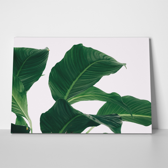 Tablou canvas natura, Frunze verzi pe fundal alb [3]