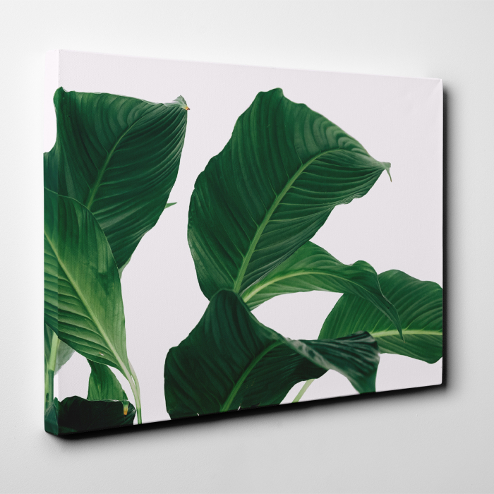 Tablou canvas natura, Frunze verzi pe fundal alb [2]