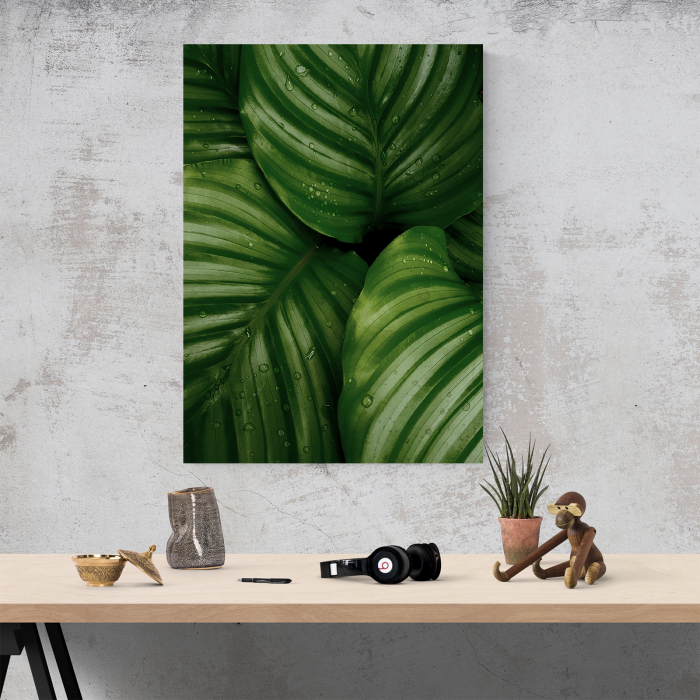 Tablou canvas natura, Frunze verzi si picaturi de ploaie [4]