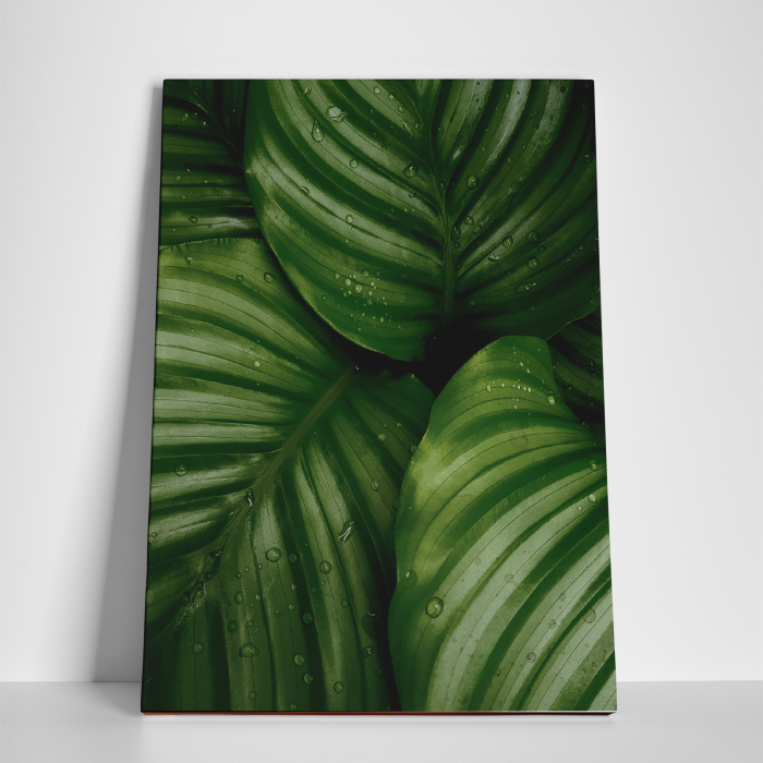 Tablou canvas natura, Frunze verzi si picaturi de ploaie [3]