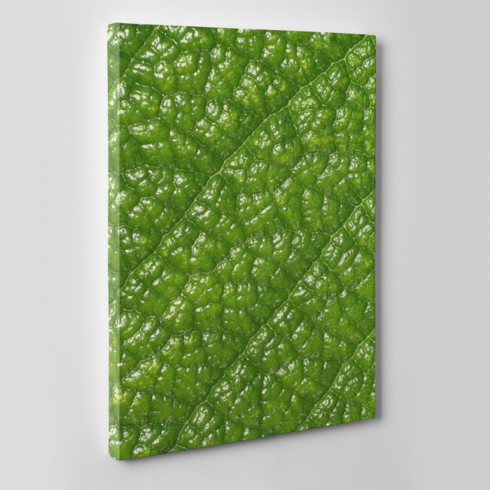 Tablou canvas natura, Green Skin [2]