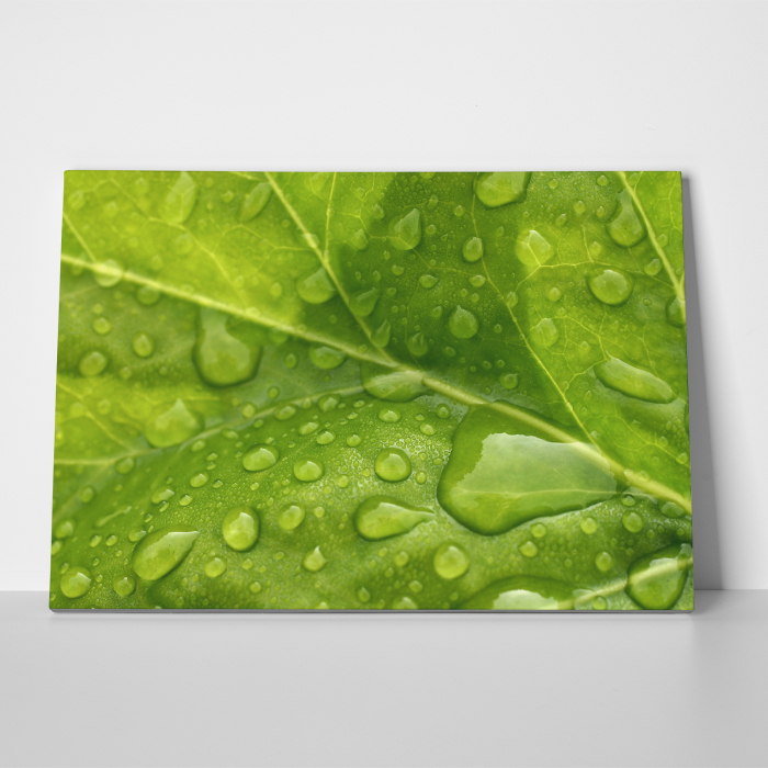 Tablou canvas natura, Leaf Drops [3]
