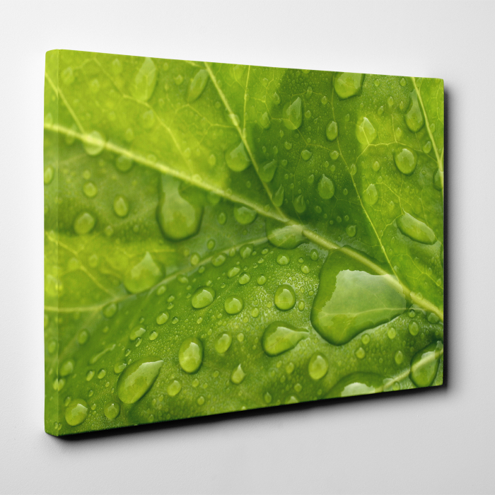 Tablou canvas natura, Leaf Drops [2]