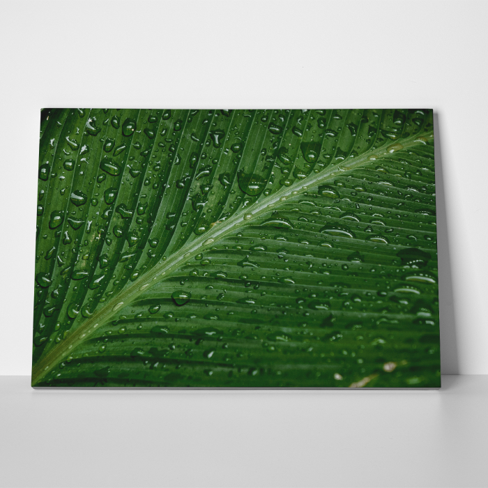 Tablou canvas natura, Picaturi de ploaie se scurg pe o frunza [3]