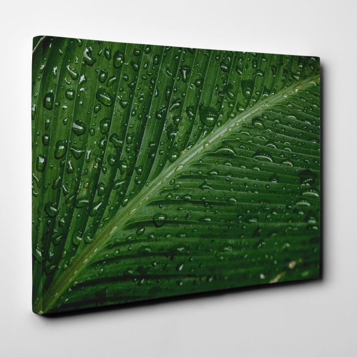 Tablou canvas natura, Picaturi de ploaie se scurg pe o frunza [2]