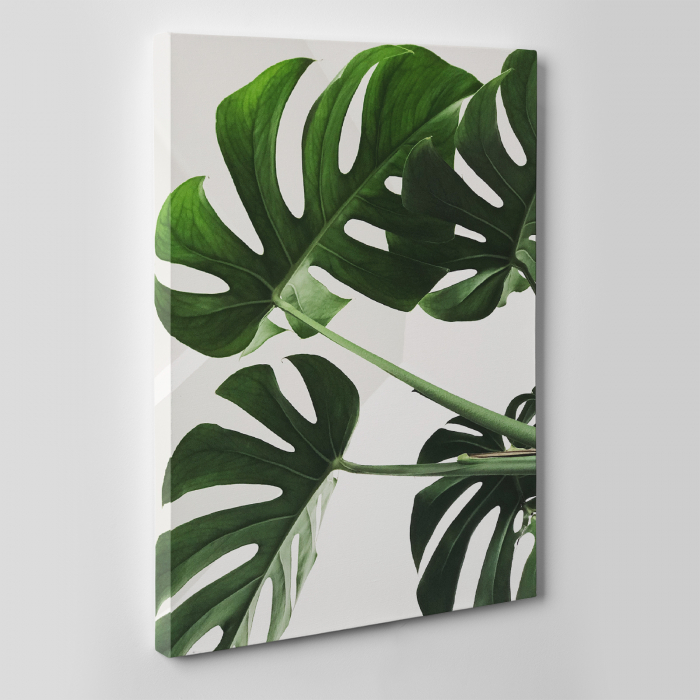 Tablou canvas natura, Planta verde [2]