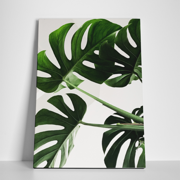 Tablou canvas natura, Planta verde [3]