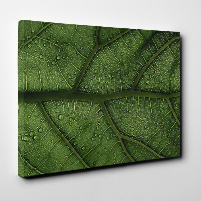Tablou canvas natura, Striatii frunza [2]