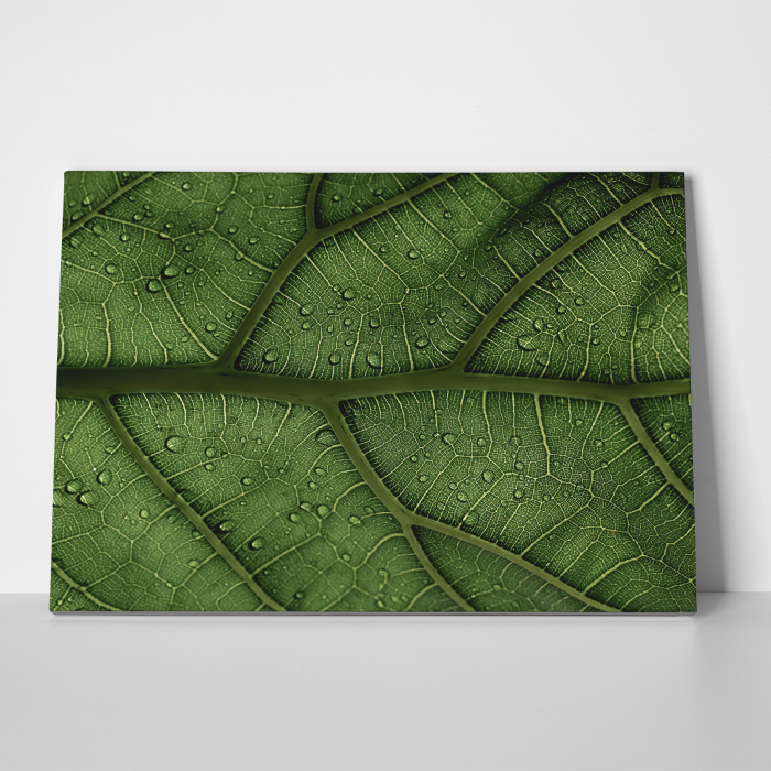 Tablou canvas natura, Striatii frunza [3]