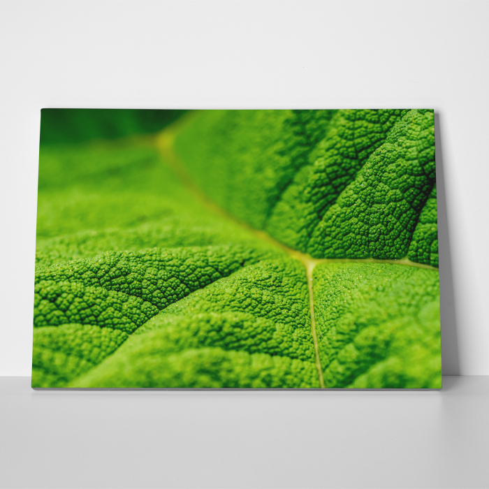 Tablou canvas natura, Textura unei frunze [3]
