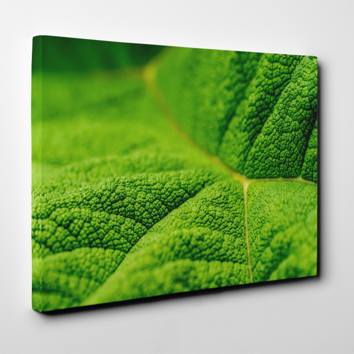 Tablou canvas natura, Textura unei frunze [2]
