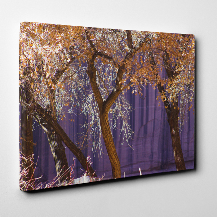 Tablou canvas natura, Violet Autumn [2]