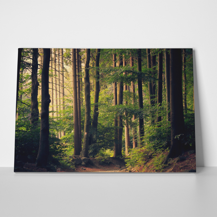 Tablou canvas, peisaj natura, La pas prin padure [2]