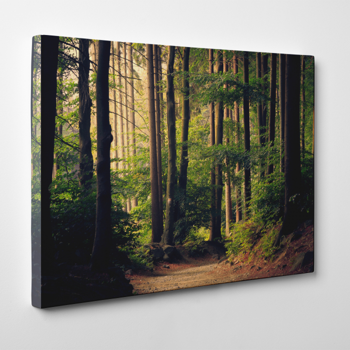Tablou canvas, peisaj natura, La pas prin padure [3]