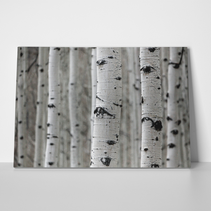 Tablou canvas, peisaj natura, Padure [2]