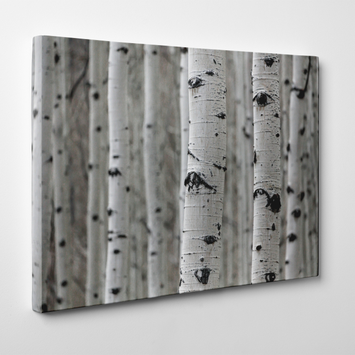 Tablou canvas, peisaj natura, Padure [3]