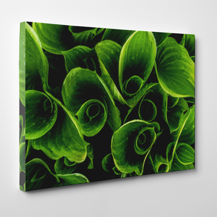 Tablou canvas, peisaj natura, Plante verzi [3]