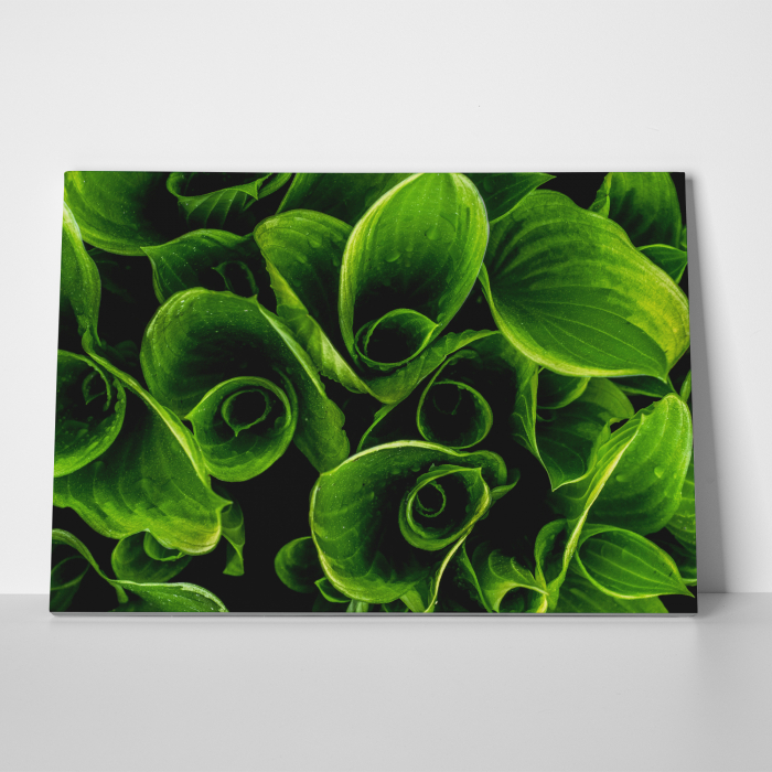Tablou canvas, peisaj natura, Plante verzi [2]