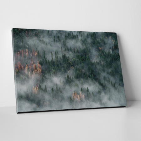 Tablouri canvas Abstracte - Tablou canvas abstract, Padure de brazi in ceata
