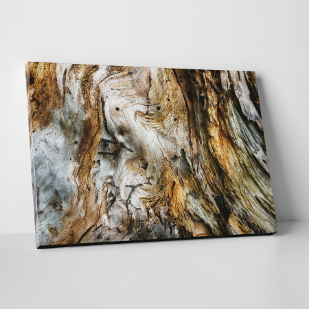 Tablouri canvas Abstracte - Tablou canvas abstract, Trunchi de copac putrezit