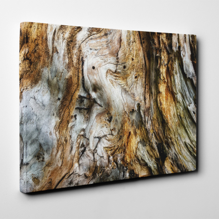 Tablou canvas abstract, Trunchi de copac putrezit [1]