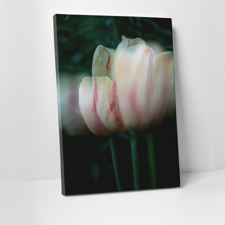 Tablouri canvas Natura - Tablou canvas floral, Blurred Tulip
