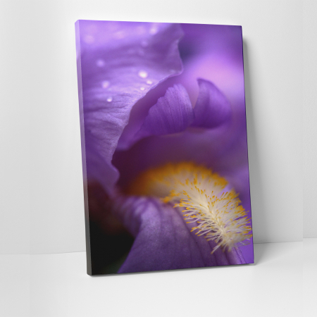 Tablouri canvas Natura - Tablou canvas floral, Lion's Mouth