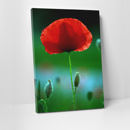 Tablouri canvas Natura - Tablou canvas floral, Red Spot