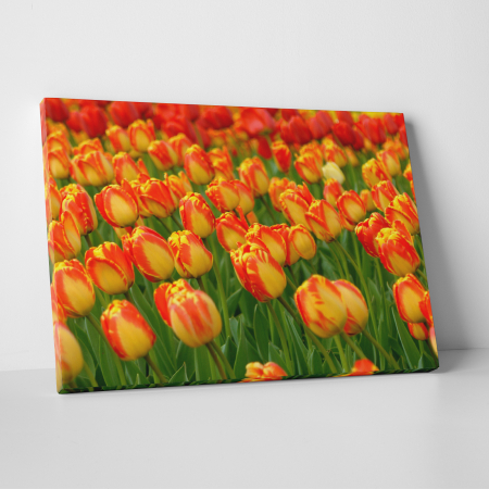 Tablouri canvas Natura - Tablou canvas floral, Red Tulips