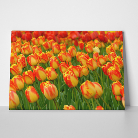 Tablou canvas floral, Red Tulips [2]