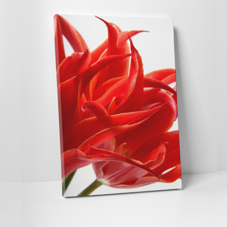 Tablouri canvas Natura - Tablou canvas floral, Red Tulips