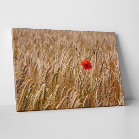 Tablouri canvas Natura - Tablou canvas floral, Single Red