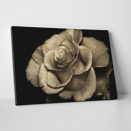 Tablouri canvas Natura - Tablou canvas floral, Vintage Rose in Rain