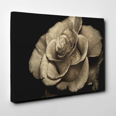 Tablou canvas floral, Vintage Rose in Rain [3]