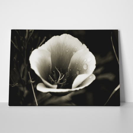 Tablou canvas floral, Water Drops on Flower [1]