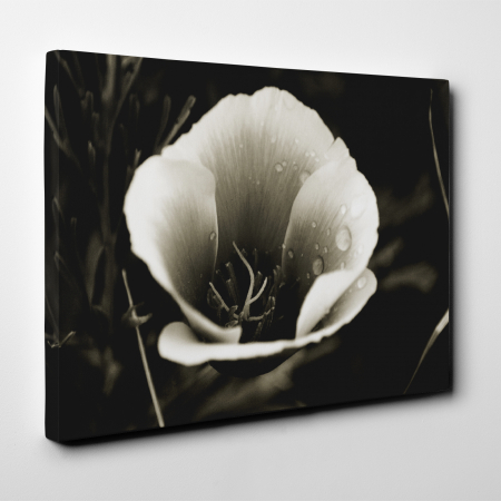 Tablou canvas floral, Water Drops on Flower [2]