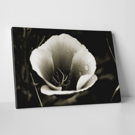 Tablouri canvas Natura - Tablou canvas floral, Water Drops on Flower