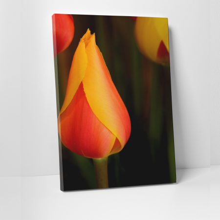Tablouri canvas Natura - Tablou canvas floral, Young Tulip