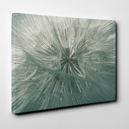Tablou canvas natura, Papadie [1]