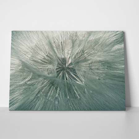 Tablou canvas natura, Papadie [2]