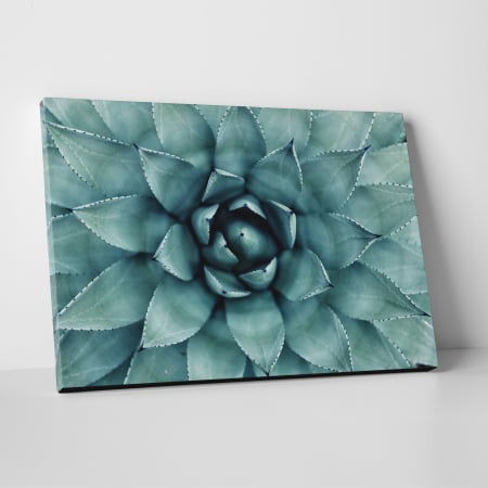 Tablouri canvas Natura - Tablou canvas natura, Floare de cactus