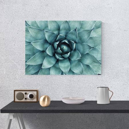Tablou canvas natura, Floare de cactus [3]