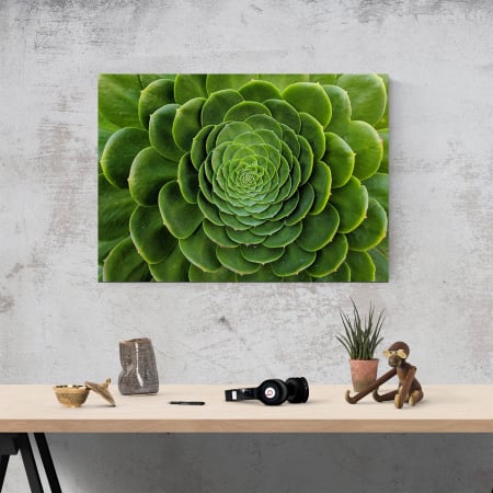 Tablou canvas natura, Floare de cactus [3]