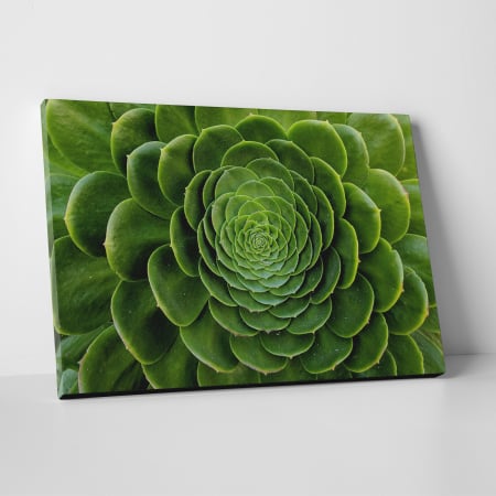 Tablouri canvas Natura - Tablou canvas natura, Floare de cactus