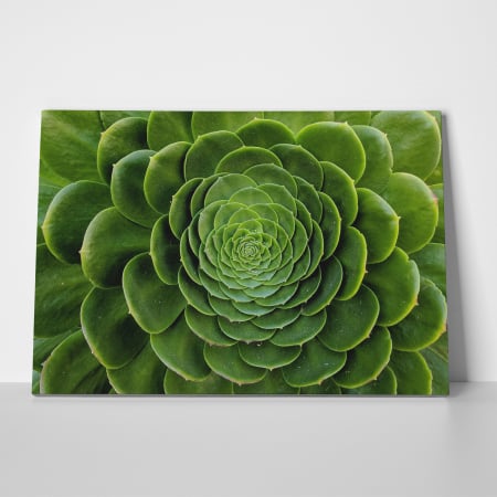 Tablou canvas natura, Floare de cactus [2]